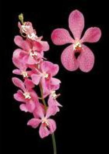 Floare Orhidee Mokara