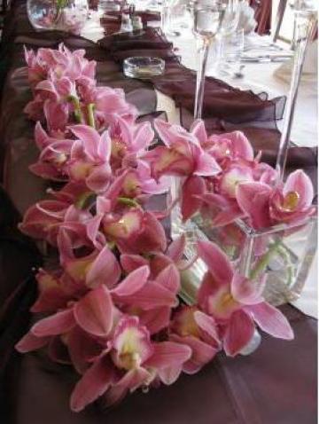 Orhidee de la Sc Saria Soft Design Srl