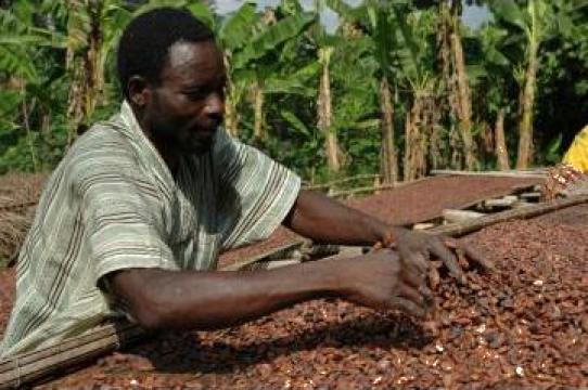 Boabe de cacao de la Camcocoa