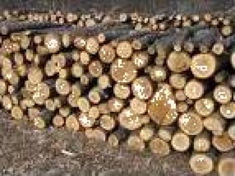 lemn de stejar