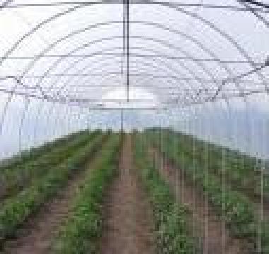 Solarii profesionale pentru legume de la Sere Profesional Product