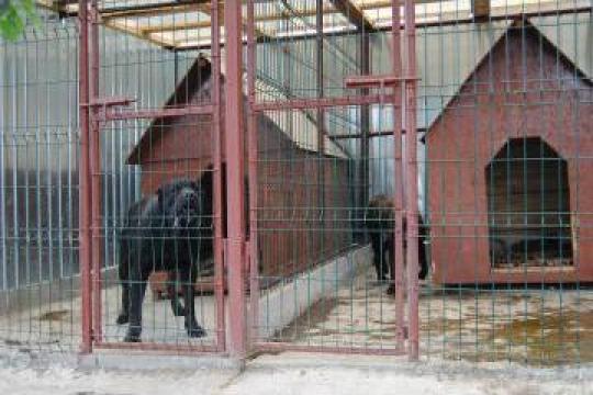 Spatii de cazare pentru caini in Valcele Cluj
