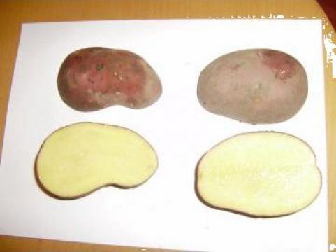Cartofi rosii Laura