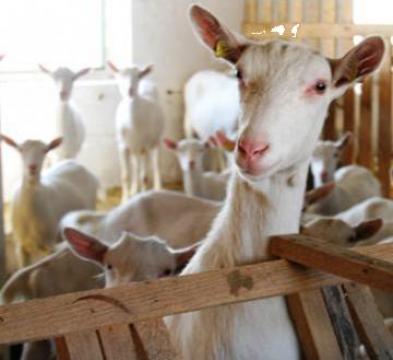 Lapte de capra crud cu livrare zilnica in Bucuresti