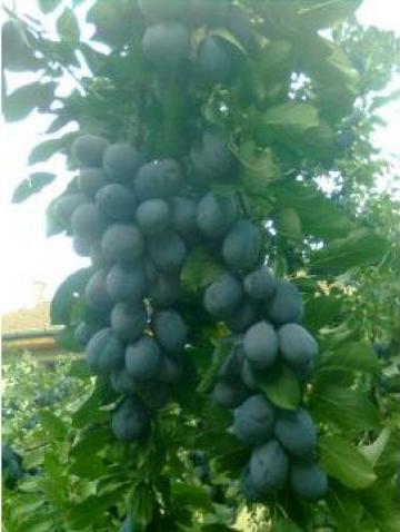 Pomi fructiferi de la Ppepiniera