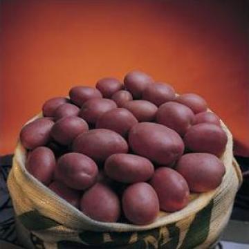 Cartofi albi si rosii ambalati la 10 kg si 25 kg de la Axival