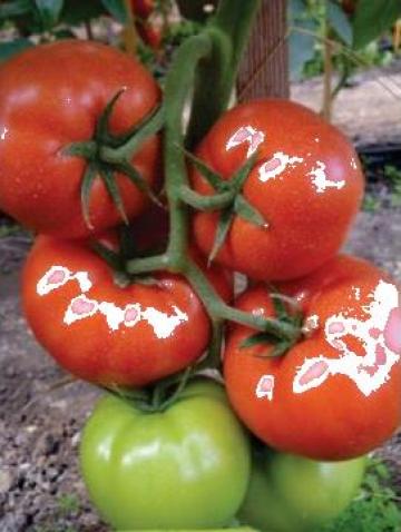 Seminte de tomate Panekra F1 - 500 seminte de la Marcoser
