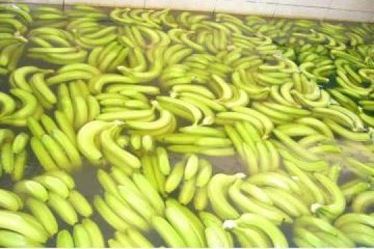 Banane organice