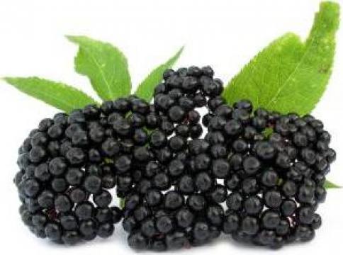 Fructe proaspete de soc (Sambucus Nigra)