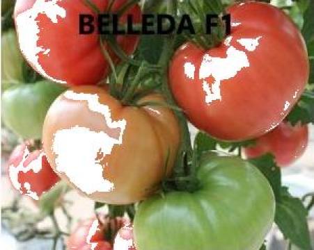 Seminte de tomate Belleda F1 (1000 seminte) de la Www.magazin-agro.ro