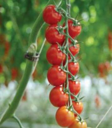 Seminte de tomate Sakura F1, cherry (250 seminte) de la Lencoplant Business Group SRL