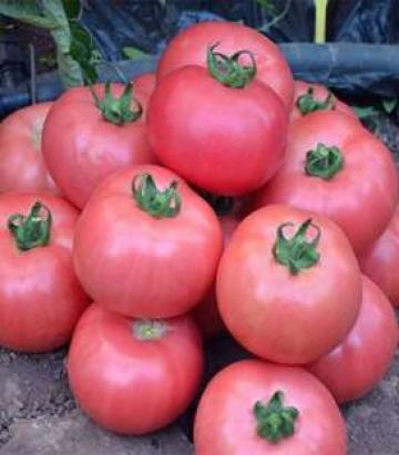 Seminte tomate roz Dimerosa F1 (500 seminte) de la Lencoplant Business Group SRL