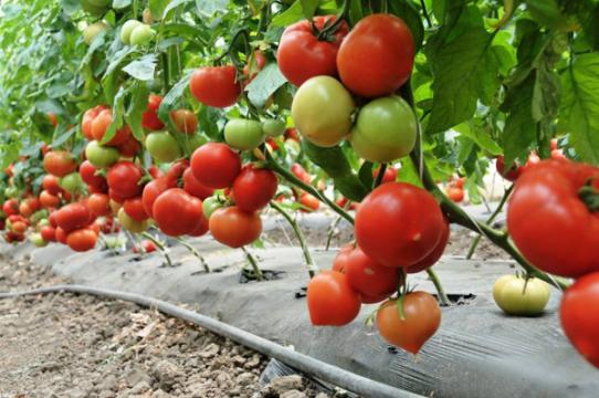 Seminte tomate Agilis F1, nedeterminate (500 seminte) de la Lencoplant Business Group SRL