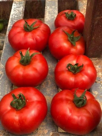 Rasaduri tomate / rosii de la Imd Horticulture Systems Srl