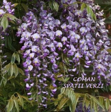 Plante cataratoare Wisteria Sinensis (Glicina), Timisoara de la Coman Spatii Verzi Srl