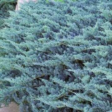Arbust Juniperus Blue Chips la ghiveci