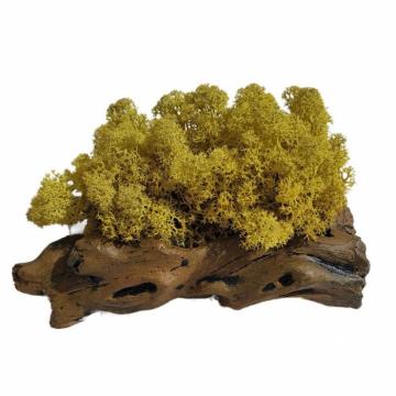 Aranjament licheni ghiveci decorativ orange M2 de la Decor Creativ