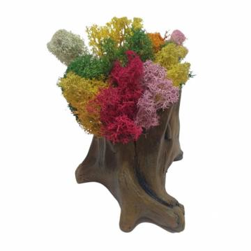Aranjament licheni ghiveci decorativ multicolor M10