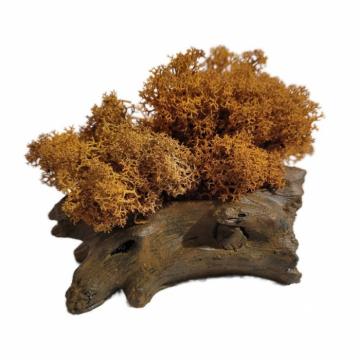 Aranjament licheni ghiveci decorativ orange M9 de la Decor Creativ