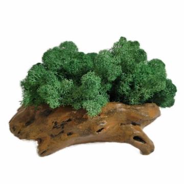 Aranjament licheni ghiveci decorativ verde conuri brad M3 de la Decor Creativ