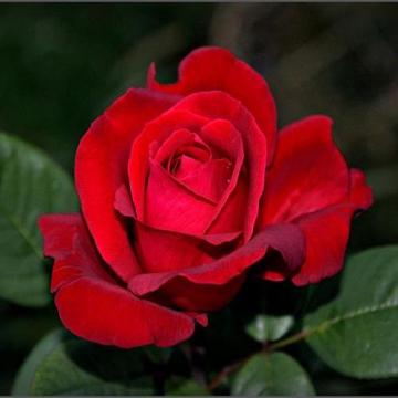 Floare Trandafir teahibrid Red Berlin la ghiveci