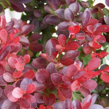 Floare Berberis Thunbergii Red Carpet, in ghiveci de la Florapris Family S.r.l.