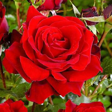 Floare trandafir teahibrid red la ghiveci de la Florapris Family S.r.l.