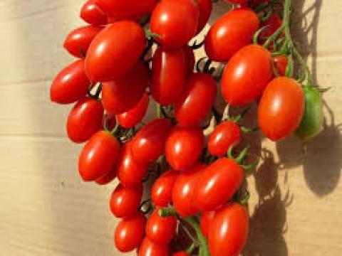 Seminte de tomate prunisoare Lucinda F1 (100 seminte) de la Lencoplant Business Group SRL