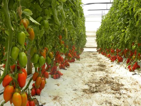 Seminte de tomate Myrabile F1 - 100 sem nou de la Roseeds International Srl