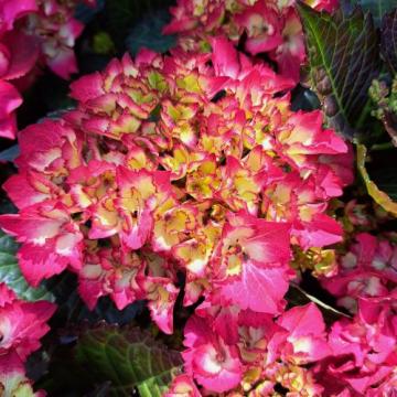 Floare Hortensie bicolora Saxon Cosel, in ghiveci de 4-5 l de la Florapris Family S.r.l.