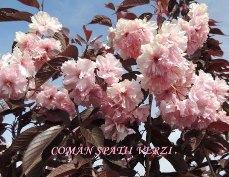 Cires japonez rosu Prunus serrulata Royal Burgundy de la Coman Spatii Verzi Srl