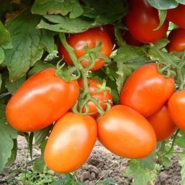 Seminte de tomate Galilea F1 (500 seminte) de la Lencoplant Business Group SRL