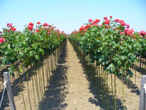 Trandafir pomisor de dulceata - Rose de recht de la Hobby Plant