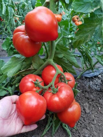 Seminte de tomate semideterminate Pekonet F1, 500 seminte