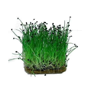 Chives de la Cora Farming Srl