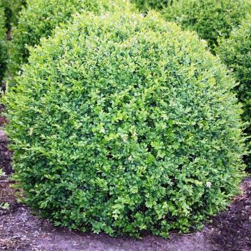 Arbust Buxus sempervirens de 20-25cm la ghiveci