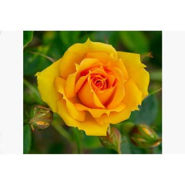 Trandafir hibrid Kerio de la Plantland SRL