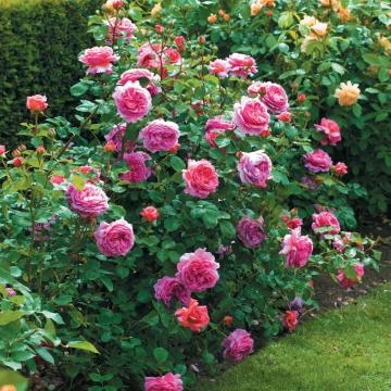 Trandafir hibrid Printesa de la Plantland SRL
