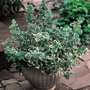 Salba verde cu alb (Euonymus fortunei Emerald Gaiety)
