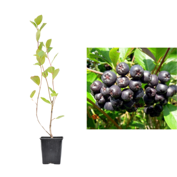 Planta fructifera Aronia Amit de 25-30 cm la ghiveci de la Plantland SRL