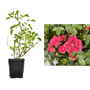 Trandafir roz Rosa Pink de 20cm la ghiveci de la Plantland SRL