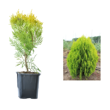 Tuia Aurea Nana de 20-25cm la ghiveci de la Plantland SRL