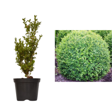 Arbust Buxus sempervirens la ghiveci C2-C3 de la Plantland SRL