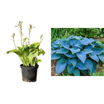 Planta perena Funkia Fragrant Blue la ghiveci C2-C3