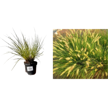 Planta Pennisetum alopecuroides Paul's Giant ghiveci C2-C3 de la Plantland SRL