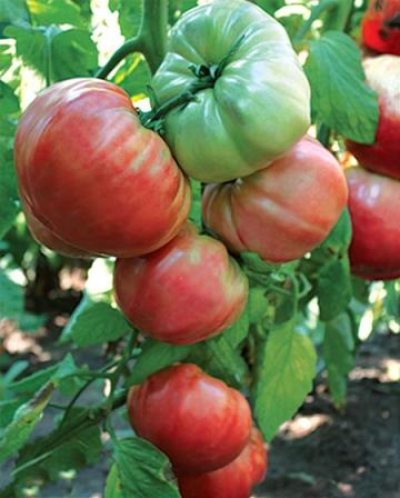 Seminte de tomate, 5 gr, Florian Cherven Gradinski de la Dasola Online Srl