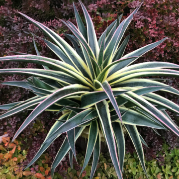 Planta suculenta Mangave Snow Leopard in ghiveci de 17 cm de la Florapris Family S.r.l.