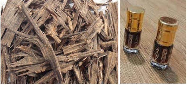 Lemn Agarwood (Oud, Eagle wood, Aloeswood)