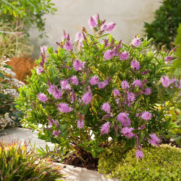 Arbust ornamental Hebe Nana Andersonii, in ghiveci de la Florapris Family S.r.l.