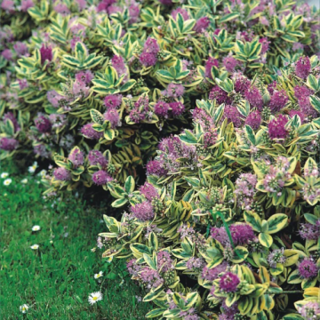 Arbust ornamental Hebe Tricolour Andersonii, in ghiveci de la Florapris Family S.r.l.